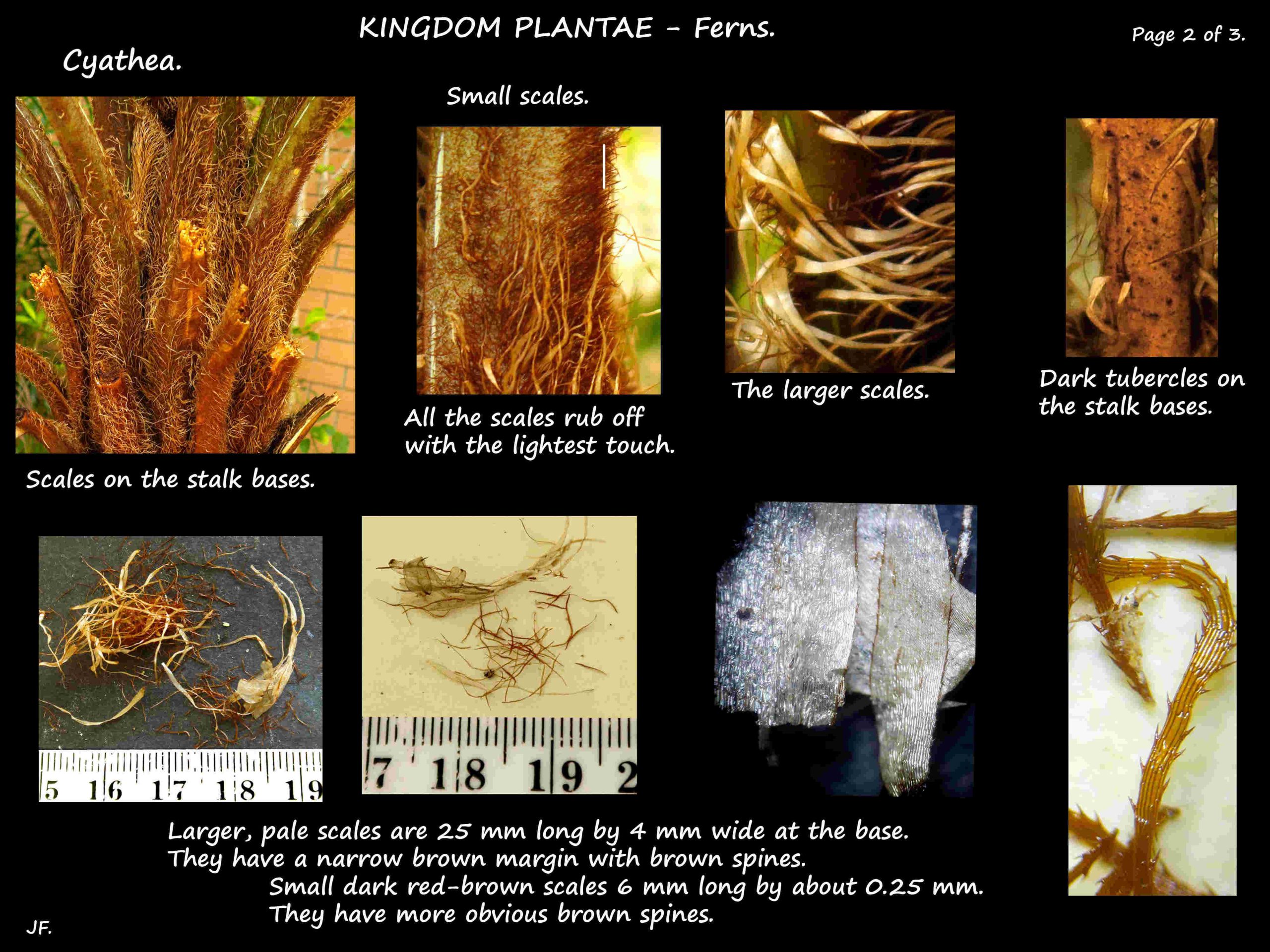 2 Scales on a Cyathea trunk